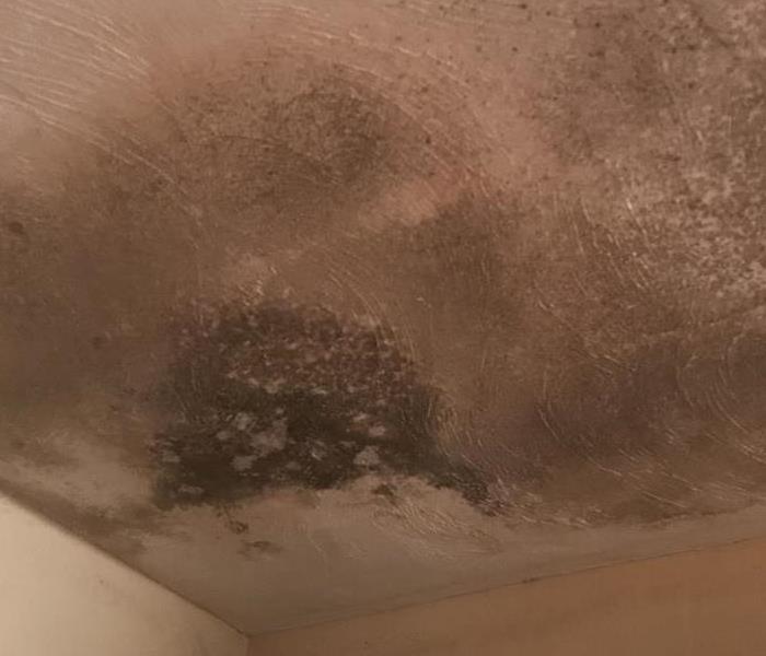 Mold spots on a ceiling. 