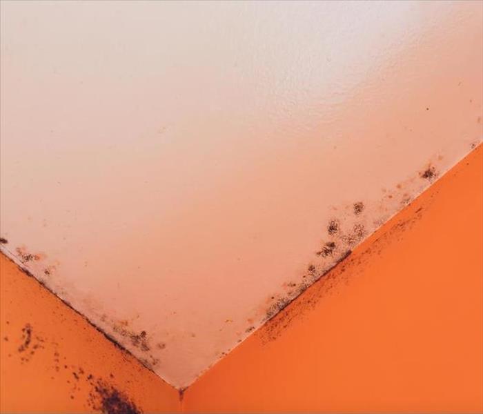 mold on a room wall corner